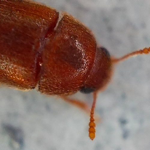 Scarabeo peloso — Bild 4