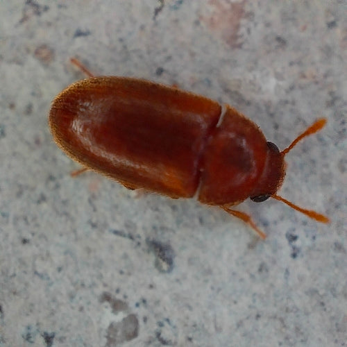 Scarabeo peloso — Bild 3