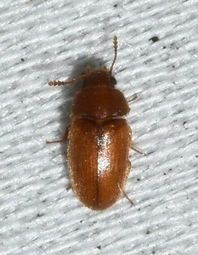 Scarabeo peloso — Bild 2