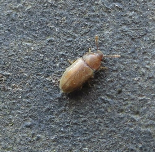 Scarabeo peloso — Bild 1