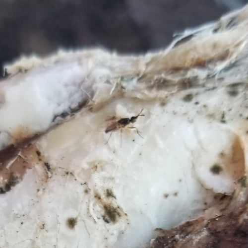 Il formaggio vola — Bild 1