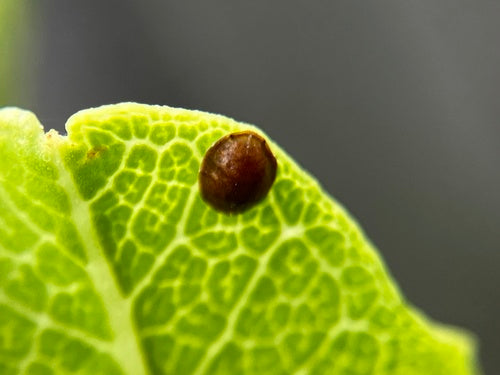 Cocciniglia del caffè — Bild 4