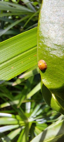Cocciniglia del caffè — foto 4 di 11