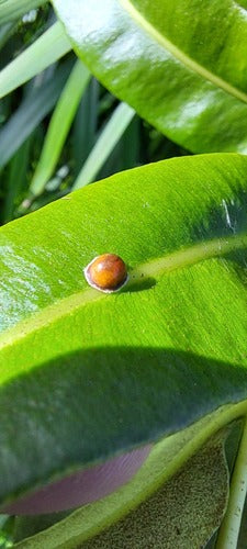 Cocciniglia del caffè — foto 5 di 11