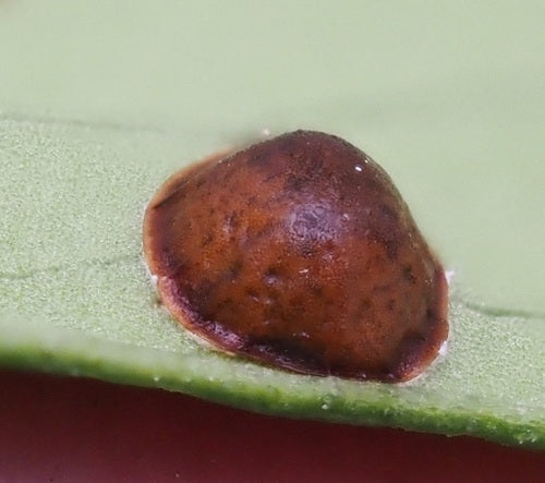 Cocciniglia del caffè — Bild 5