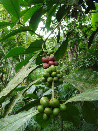 pianta del caffè — Bild 5