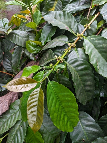 pianta del caffè — Bild 4