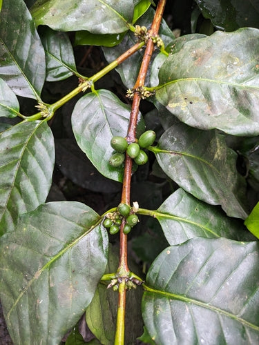 pianta del caffè — Bild 3