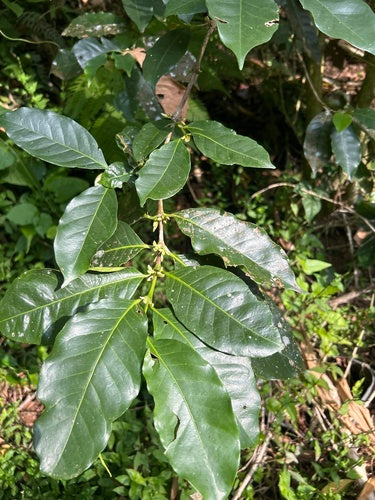 pianta del caffè — Bild 2