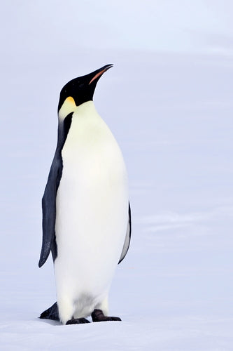 Pinguino imperatore — Bild 5