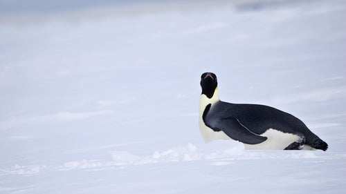 Pinguino imperatore — Bild 4