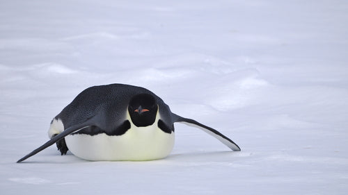 Pinguino imperatore — Bild 2