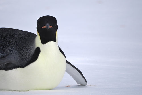 Pinguino imperatore — Bild 3