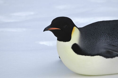 Pinguino imperatore — Bild 1