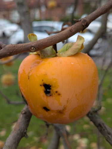 Albero di cachi — Bild 5