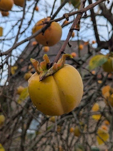Albero di cachi — Bild 4