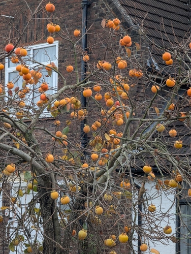 Albero di cachi — Bild 3