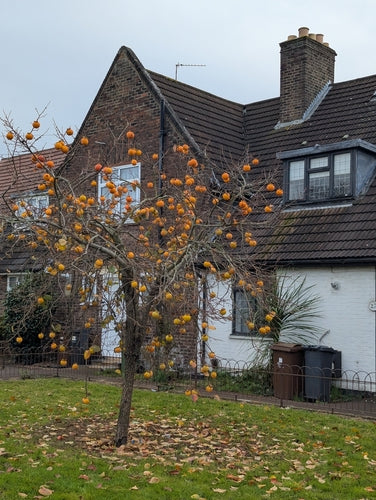 Albero di cachi — Bild 2