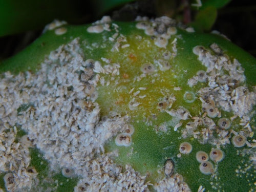 Cocciniglia di cactus — Bild 5
