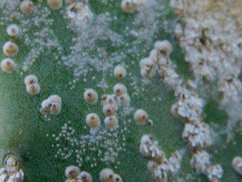 Cocciniglia di cactus — Bild 1