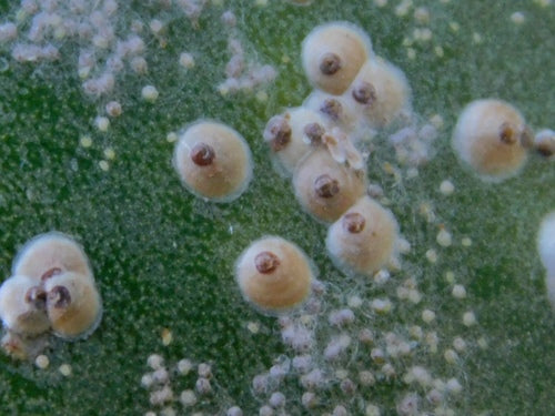 Cocciniglia di cactus — Bild 4