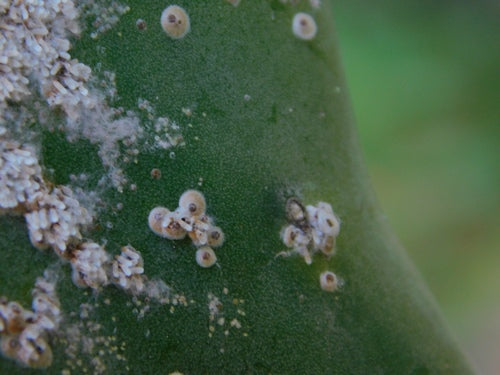 Cocciniglia di cactus — Bild 2