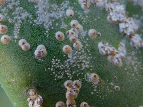 Cocciniglia di cactus — Bild 3