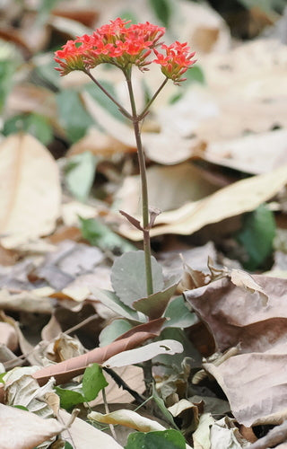 Kalanchoe — Bild 3