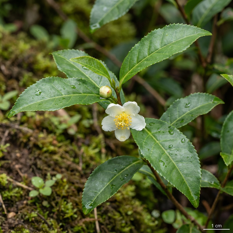 camelia