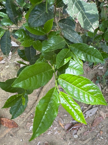 camelia — foto 2 di 8