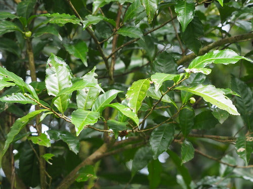 camelia — Bild 5