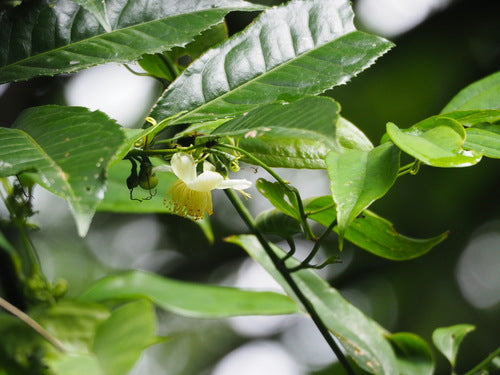 camelia — foto 4 di 8
