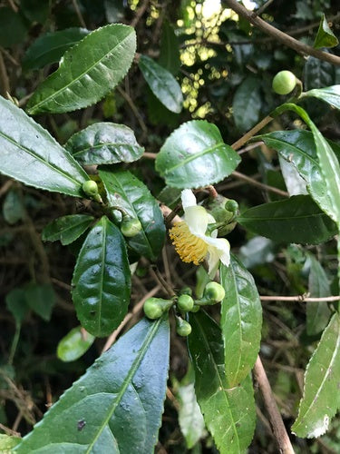 camelia — Bild 2