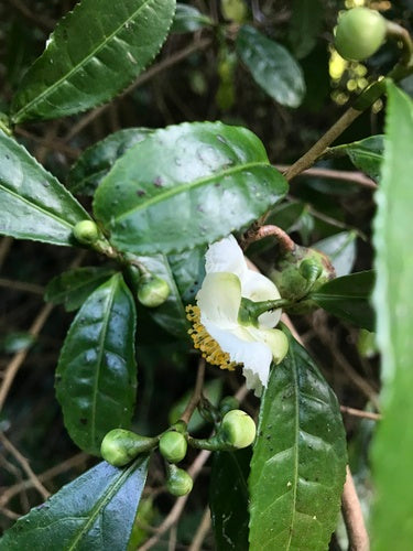 camelia — Bild 1