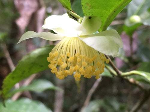 camelia — foto 1 di 8