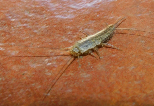 Pesce crestato — Bild 5