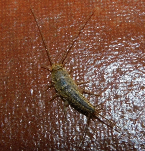 Pesce crestato — Bild 3