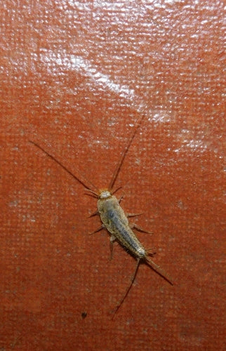 Pesce crestato — Bild 2