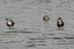 Ruff — Bild 2