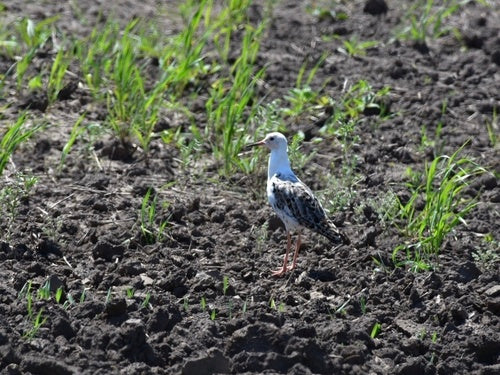 Ruff — Bild 5