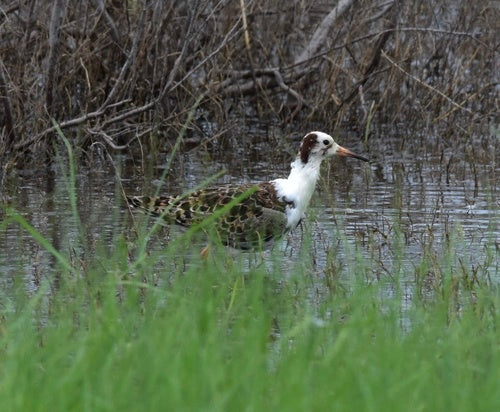 Ruff — Bild 4