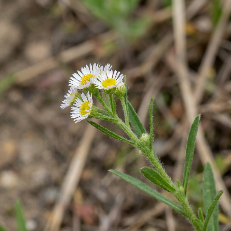 Fleabane canadese