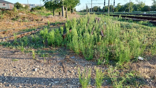 Fleabane canadese — Bild 4