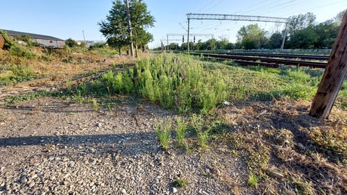 Fleabane canadese — Bild 3
