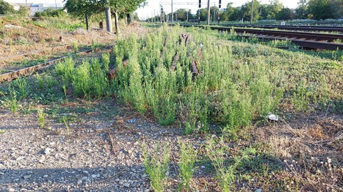Fleabane canadese — Bild 5