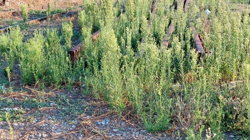 Fleabane canadese — Bild 2