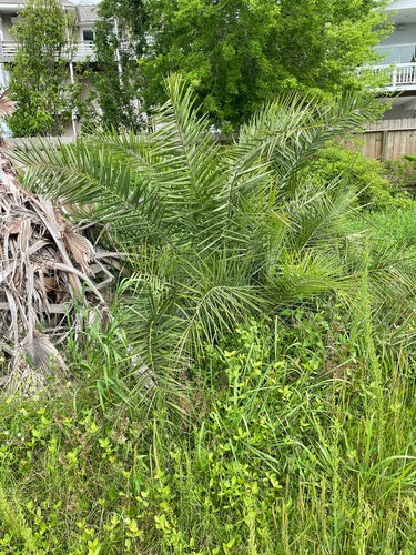 Palma da datteri delle Isole Canarie — Bild 2