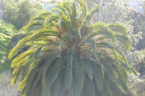Palma da datteri delle Isole Canarie — Bild 4