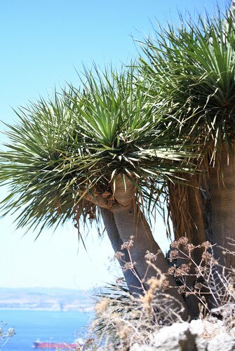 Albero del drago delle Canarie — Bild 2