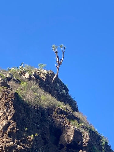 Albero del drago delle Canarie — Bild 5